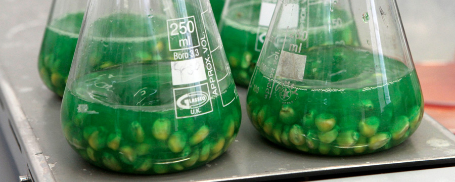 Los bioinsumos como soluciones ambientales y complemento de los productos químicos